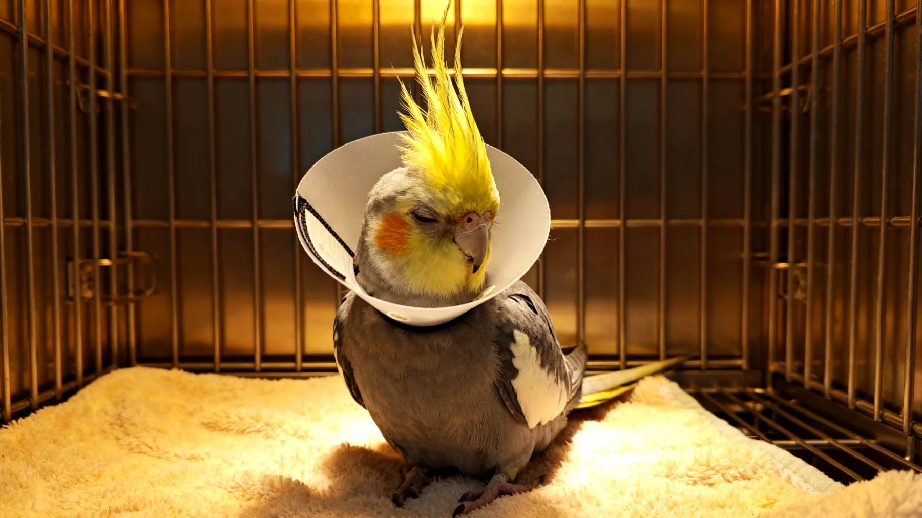 Nymphensittiche zeigen nach einer Kastration häufig erhöhten Stress durch die ungewohnte Umgebung, Schmerzen und eingeschränkte Bewegungsmöglichkeit, was besondere Maßnahmen zur Entspannung und zum Stressabbau erfordert"